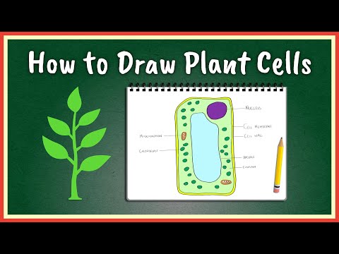 How to Draw