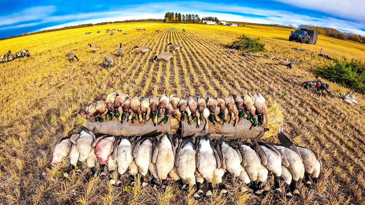COMBO MALLARD HONKER HUNT!