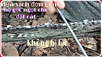 dũa xích nhanh và đơn giản cưa không bị lục. dù là đất cát (lower the root chain #stihl660#stihl