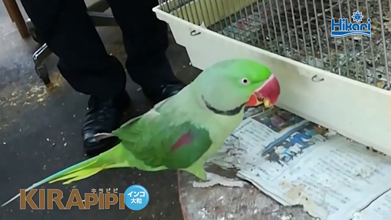 ワカケホンセイインコ 給餌風景 キラピピ インコ大粒 鳥用総合栄養食 鳥のエサ キョーリン Hikari Youtube