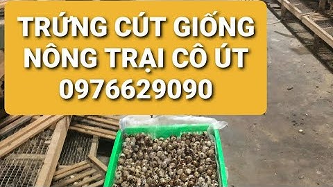 CUNG CẤP TRỨNG CÚT GIỐNG, CÚT LỘ.N CHO BÀ CON 0976629090