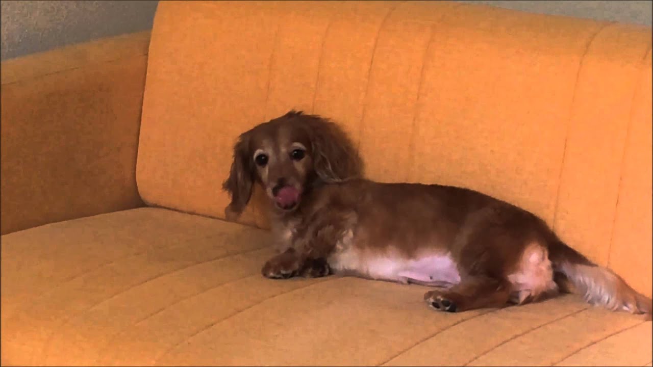 ミニチュアダックスフンド 犬背中をこすりつけるしぐさgesture Of Rubbing The Dog Back ミニチュアダックス3姉妹物語 Youtube ミニチュアダックスフンド 犬背中をこすりつけるしぐさgesture Of Rubbing The Dog Back ミニチュアダックス3姉妹物語 Youtube