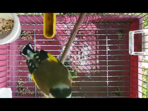 مقنين عين الدفلة العناب سيكتار القالوبي والكاكا جيو 