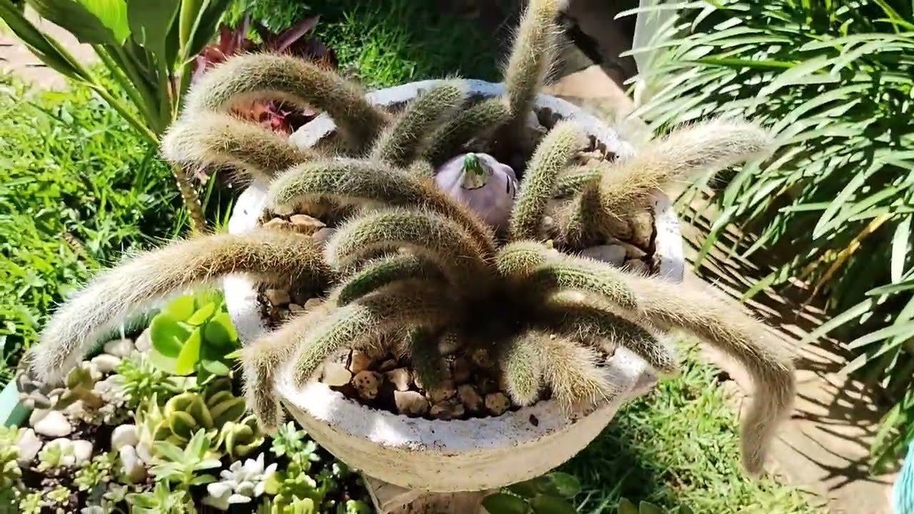 Que Dia Lindo!🌦️ Cuidando de Suculentas 🪷