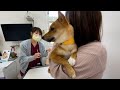 病院苦手な柴犬いちごがワクチン接種した結果