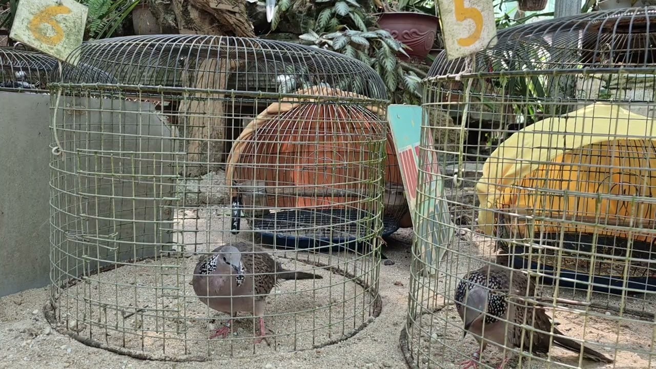 Thứ 6 n16 th 1 .mình lại lên video cho ae tham khảo nha.đt 0353916233