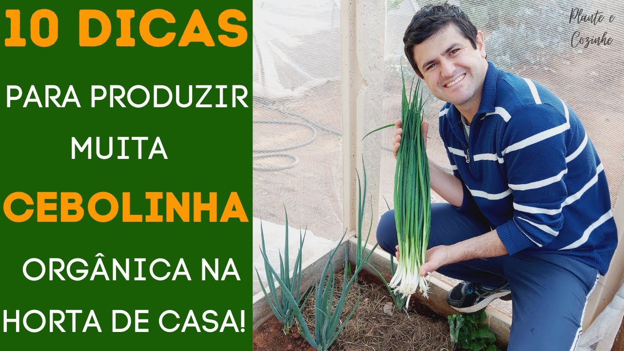 DEZ DICAS PARA PRODUZIR CEBOLINHA ORGÂNICA NA HORTA. DO PLANTIO A COLHEITA (Ep88)
