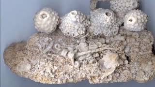 Download Crinoids Of The World Video MP3 Crinoids Of The World