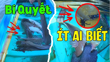 Săn Bắt Cá Ngát | Bí Quyết Mồi Câu Cá Bách Phát Bách Trúng | Không Phải Ai Cũng Biết