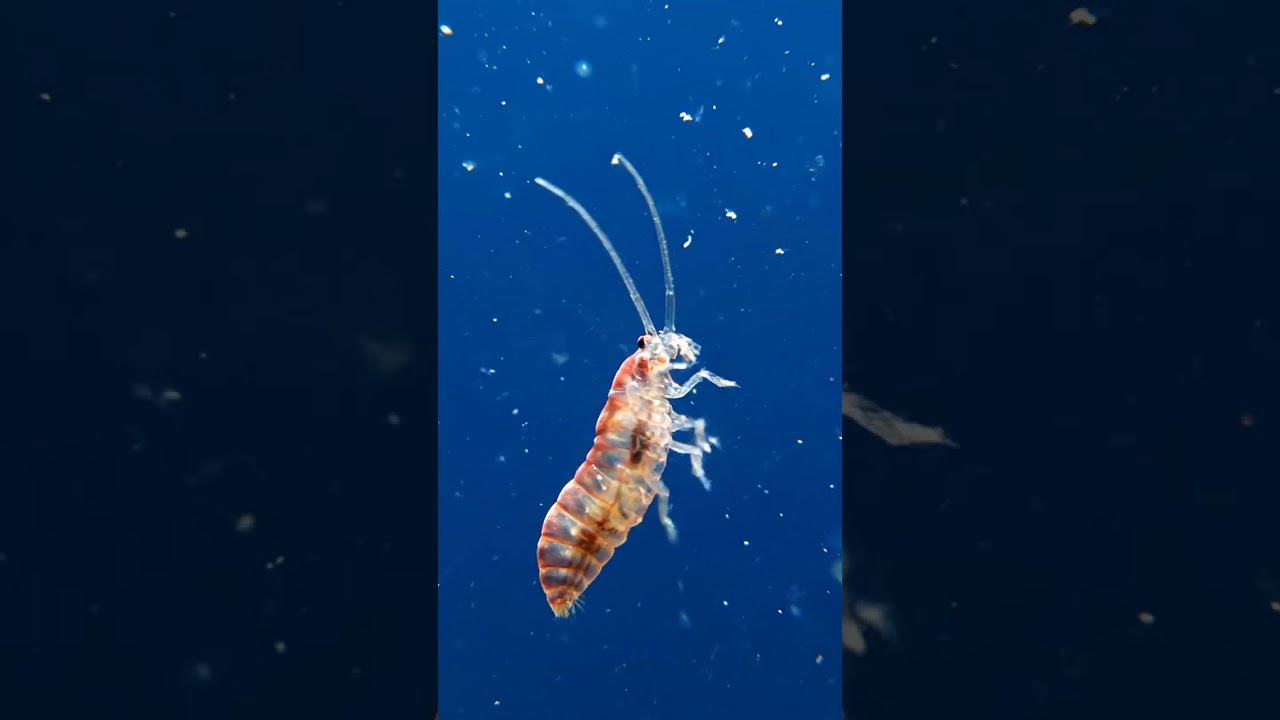 Life of a Copepod in Cold Ocean Waters