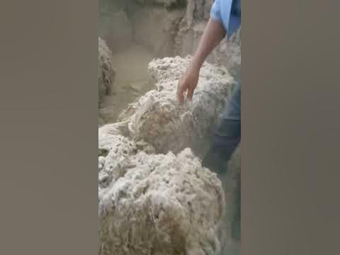 Хлопковый пух - YouTube