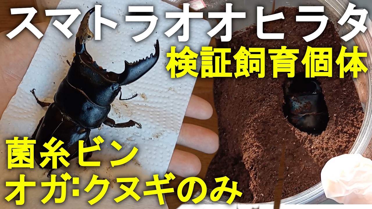 【検証飼育】スマトラオオヒラタクワガタ 菌糸ビン(オガ:クヌギ単)で飼育して羽化した成虫の掘り出し・仮計測【100mm羽化】
