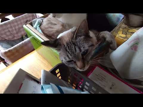 何も起こらない猫ちゃん動画７