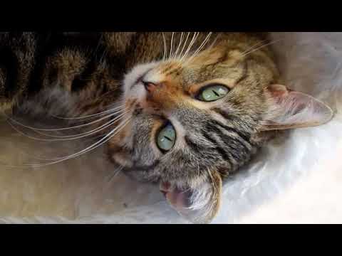 Видео: Лечебные услуги для кошек