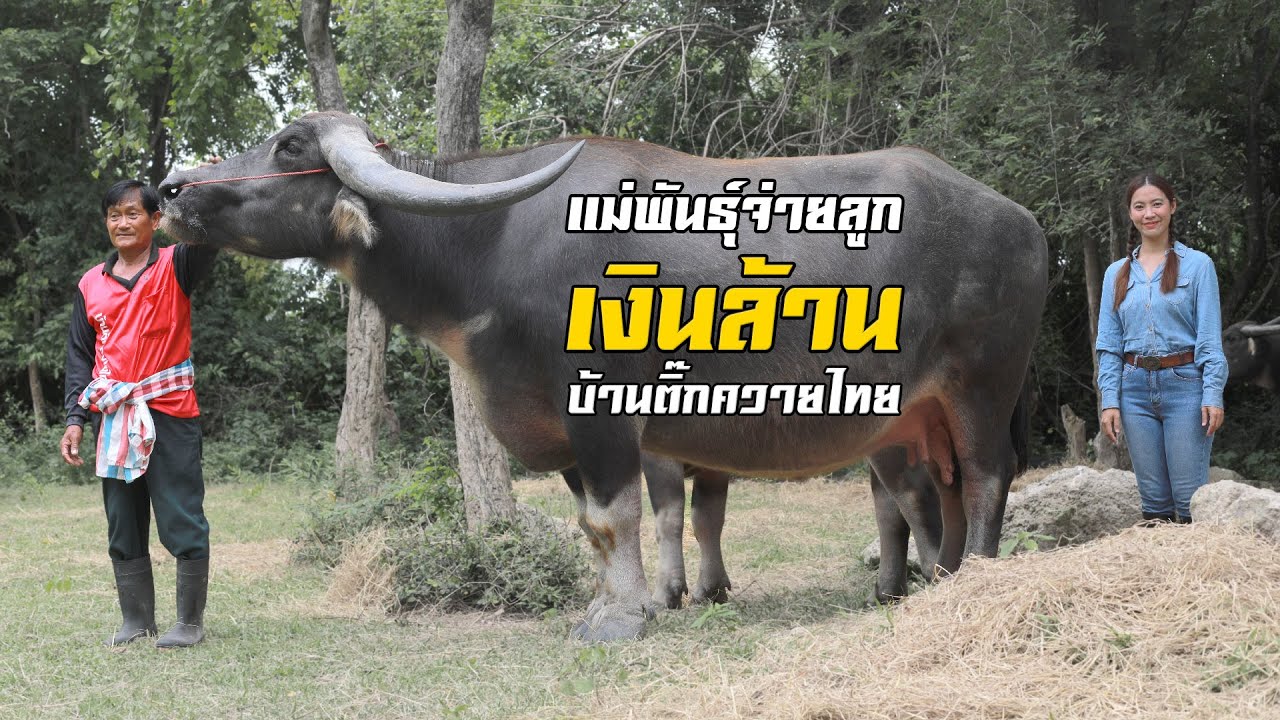 พาชมแม่พันธุ์จ่ายลูก 