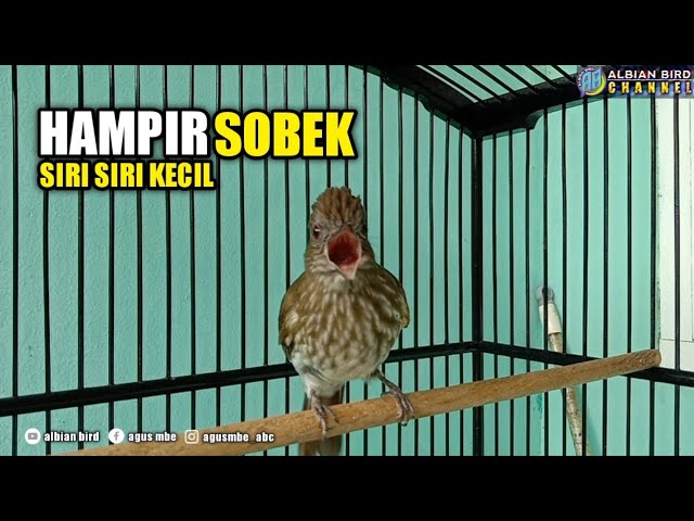 SIRI SIRI KECIL TEMBAKAN PEDAS | MASTERAN BURUNG KICAU class=