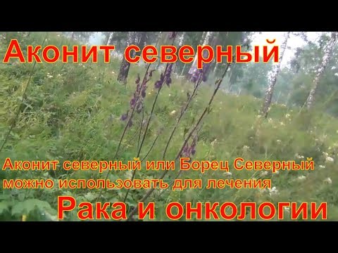 Аконит для лечения рака онкологии метастаз противометастатический эффект  Аконит северный