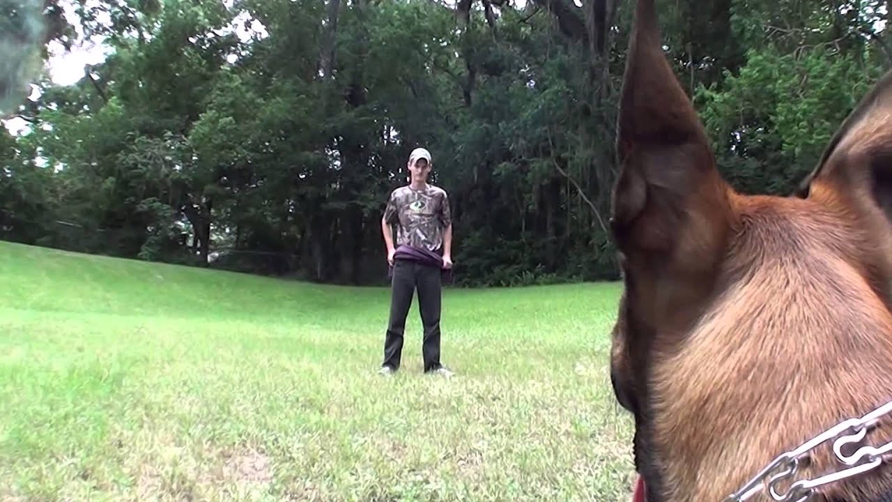 belgian malinois size at 6 months protection training of my 5 month old belgian malinois police dog belgian malinois size at 6 months protection training of my 5 month old belgian malinois police dog