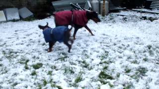 Bella chasing Buddy in the snow by jad4754 92 views 12 years ago 3 minutes, 46 seconds