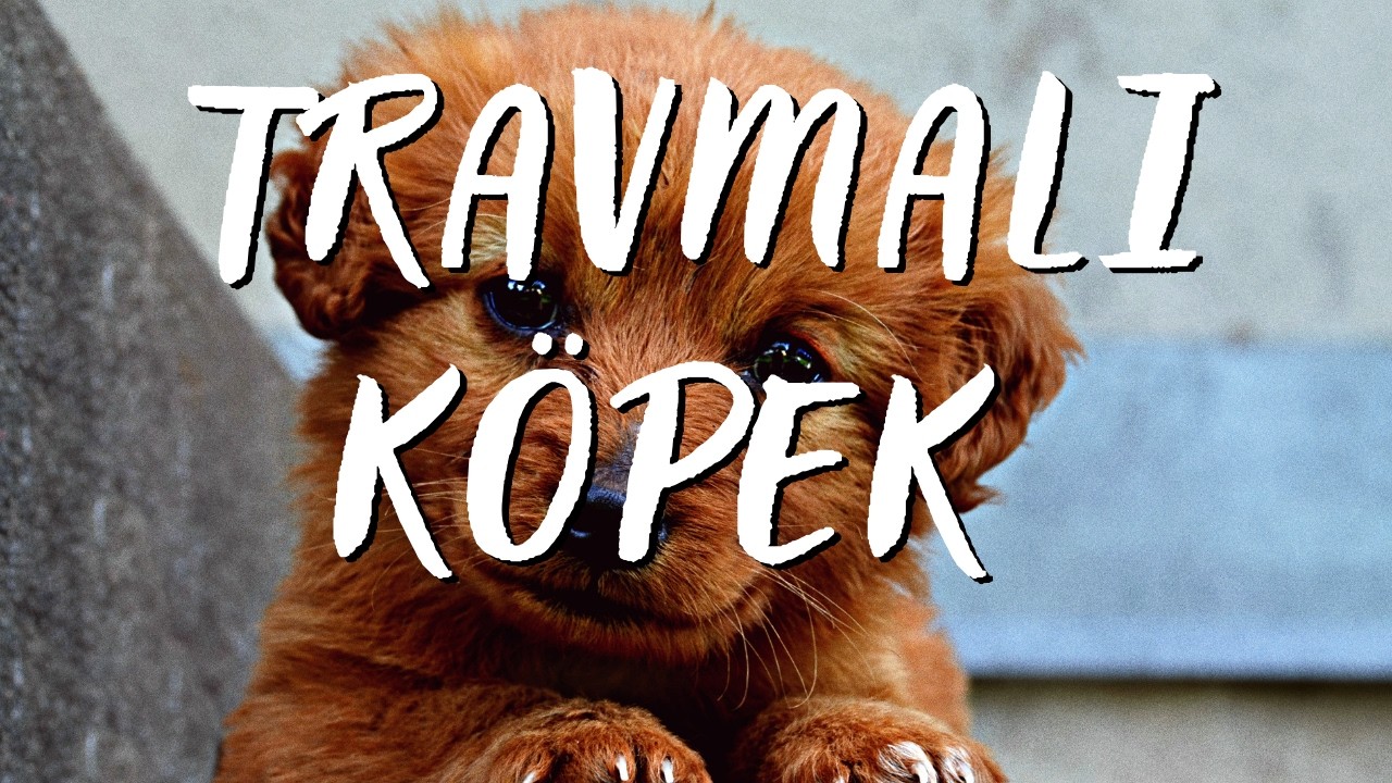 Travmalı Bir Köpeğim Var Nasıl Eğitebilirim? Korkaklığını Nasıl Geçirebilirim? Rehabilite Edilmesi