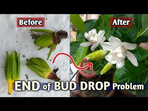 Video: Vlekken op mijn Gardenia-knoppen repareren - waarom Gardenia-bloemen bruin worden