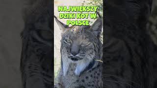 ryś #laboratoriumciekawostek #ciekawostki #zwierzaki #ciekawostkanadziś #cat #kot #dzikiekoty #ryś