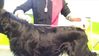 Hoe Meet Je De Hondenbadjas Badjas Voor Honden Chillcoat