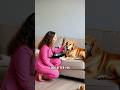 Pet Care Reliability #calgary #business #pets
