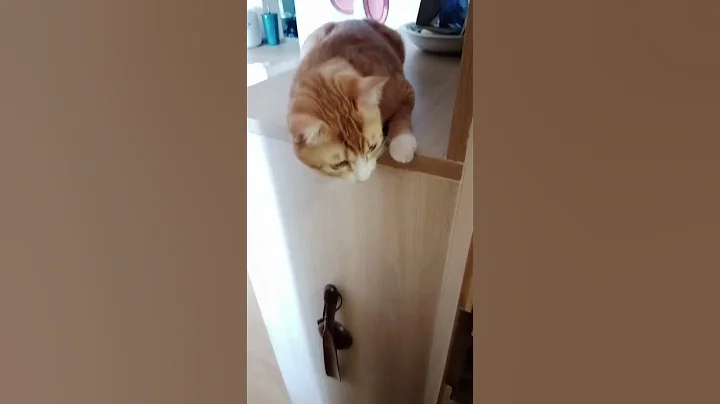 Video 7196541: funny pets britishlonghair, britishlonghair cat