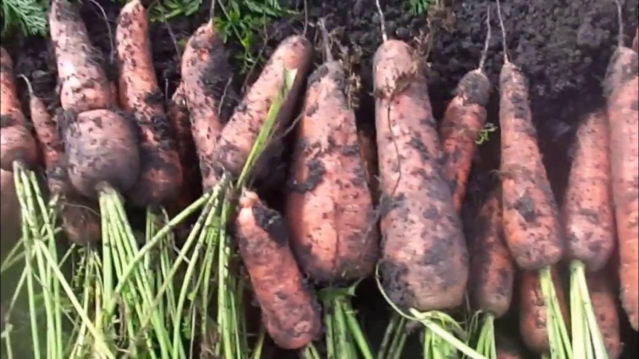 Уборка моркови на хранение. Уборка моркови. Уборка корнеплодов. Сроки уборки моркови и свеклы в средней. Когда копать морковь и свеклу.