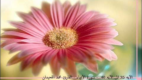 تلاوة من سورة الانبياء - محمد اللحيدان Al luhaidan