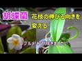 【胡蝶蘭・プルメリア】胡蝶蘭の花枝の伸びる向きを調節します。プルメリアが咲きました♪