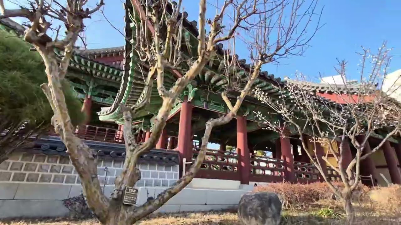 #매화와 울산태화루, 태화강의 주변경관 (더보기에 설명있어요)