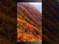 Nikko National Park in Autumn, Japan 🇯🇵 #nikko #japan #autumn #autumncolors #shorts #nationalpark