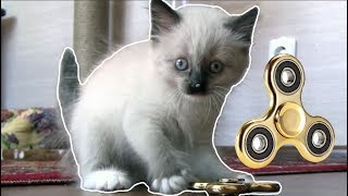 Смешной котенок Гав играет в спиннер. by Azioppa E8 100,246 views 6 years ago 1 minute, 36 seconds