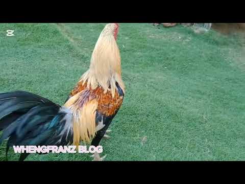 My pet Valiant Rooster#chicken My pet Valiant Rooster#chicken