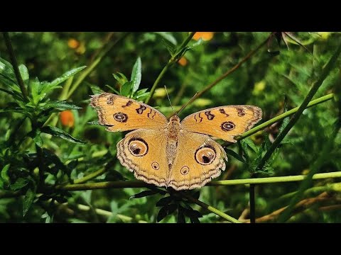 The Silent Symphony of Butterfly Wings: An Intimate Compilation of ...