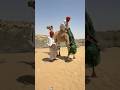 تقليد صحراوي عريق شاهد كيف جعل المزارعون طقوس الزواج هذه التي تستخدم طبول الجمال حدثا تاريخيا
