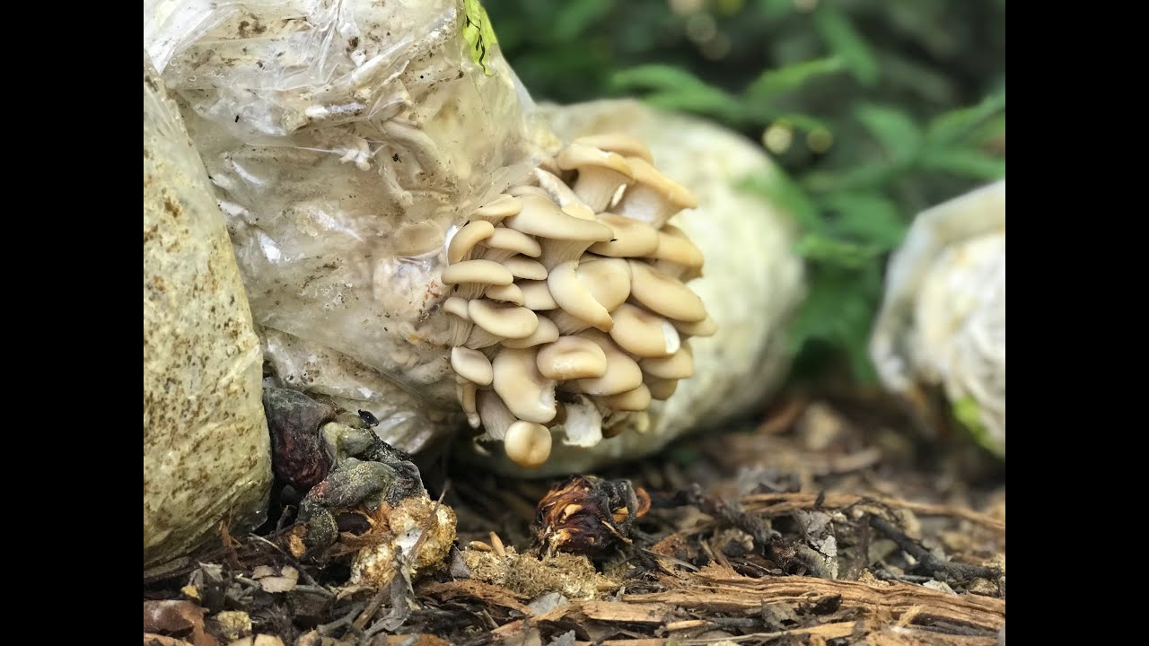 How to get beneficial fungi into your soil