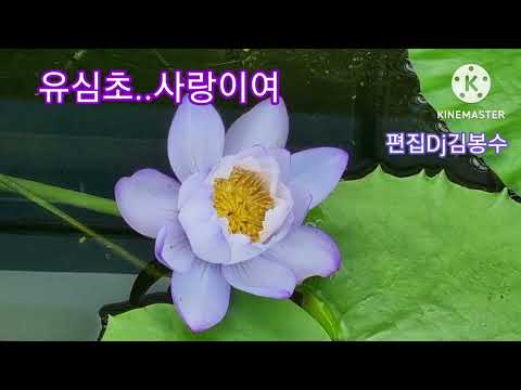 유심초 사랑이여 3번듣기
