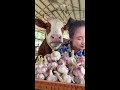 singleton mcguire Live Stream