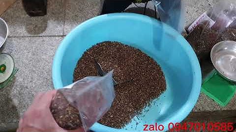 Hạt mắc khén giá bao nhiêu tiền một kg