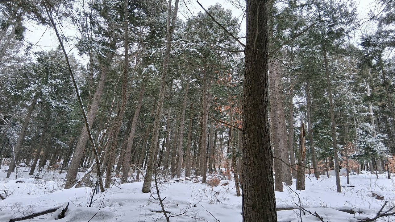 Walking in the woods seeing what i find