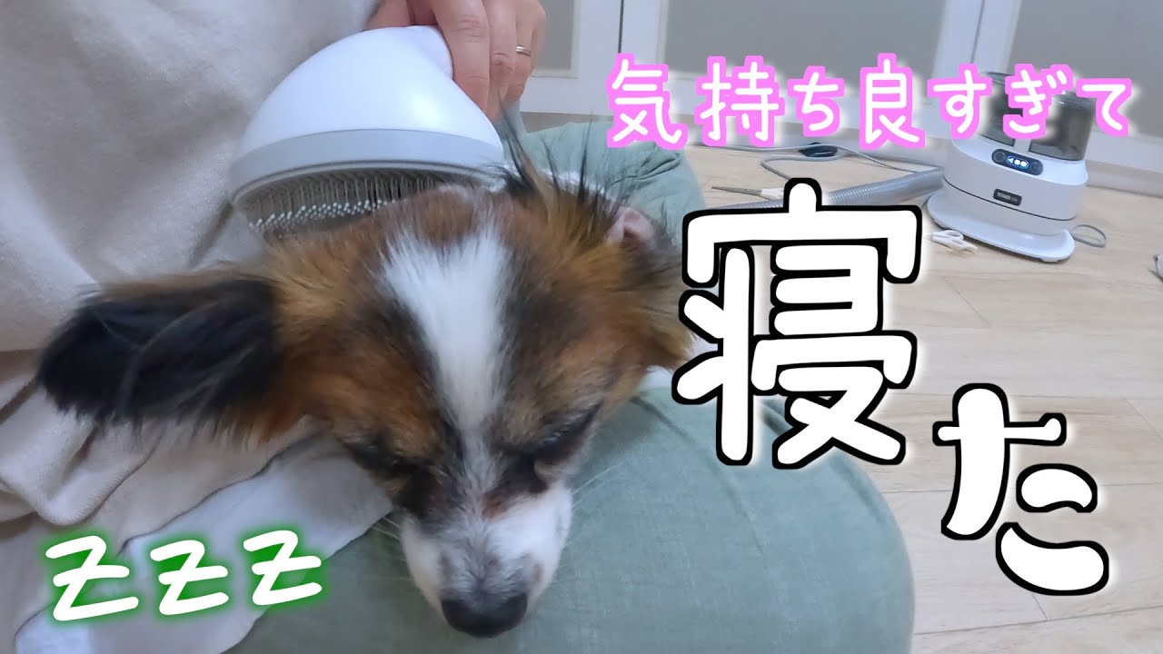 YINO life L1 犬猫通用 ペット用 多機能掃除機 1台5役 YINO life L1 犬猫通用 ペット用 多機能掃除機 1台5役