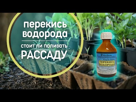 Video: Dudleya өсүмдүк маалыматы - Dudleya суккуленттерине кантип кам көрүү керектигин үйрөнүңүз