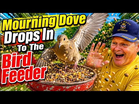 Bird Watching, Mourning Dove in the Bird Feeder