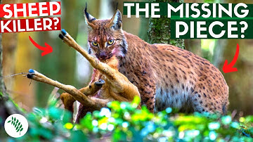 REWILDING BRITAIN  - Is the Lynx a Threat to Society?