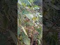 Fazendo um passeio domingo a tarde na zona rural de Caraí MG #comunidade dos fulgêncio 🪴🌲🌴