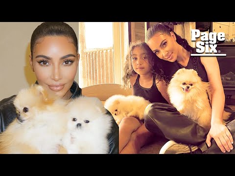 Videó: A Pet Scoop: Kisváros egyetlen rendőrje kutya, Kim Kardashian egy őrült macskahölgy?