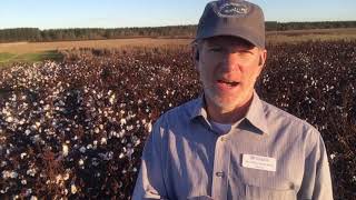 Estimating Cotton Yield with Dr. Mike Mulvaney